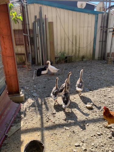 a group of ducks walking around in a yard at 微楓民宿 可加購晚餐酸白菜火鍋 in Renai