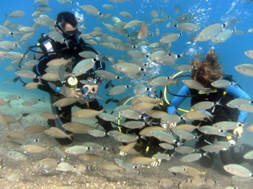 a person taking a picture of a school of fish at Kipriotis Village Resort in Kos Town