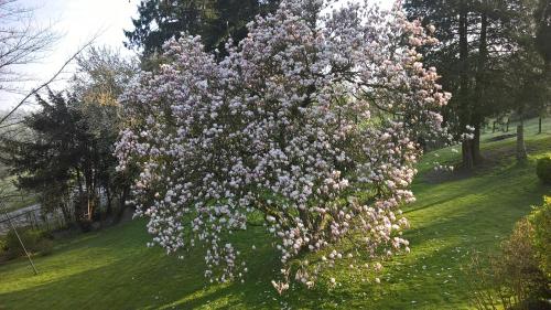 a large tree with pink flowers on a green field at L'Aubergine in Sprimont