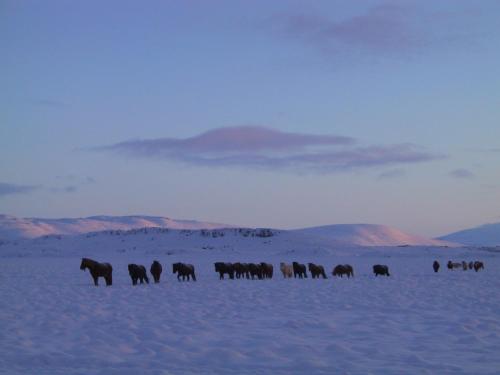 a herd of horses walking across a snow covered field at Cabin 3 at Lundar Farm in Varmaland