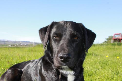 a black dog sitting in a field of grass at Cabin 3 at Lundar Farm in Varmaland
