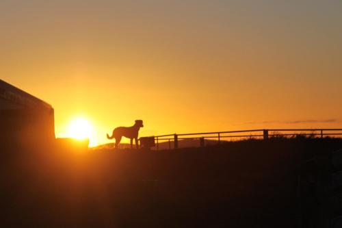 a horse running in front of the sunset at Cabin 3 at Lundar Farm in Varmaland