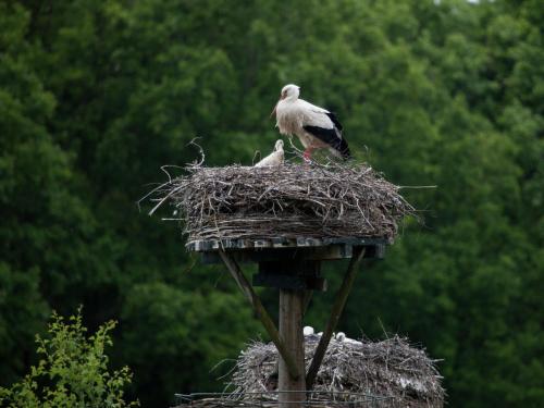 Φωτογραφία από το άλμπουμ του Glamping with Comfort in IJhorst σε IJhorst