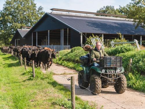 a man on a quad bike in front of a herd of cows at Stylish Farmhouse Escape in Wierden