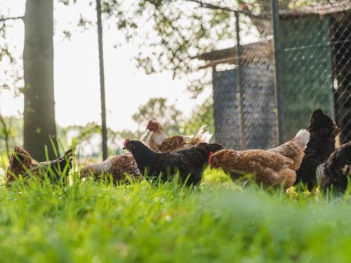 a group of chickens in the grass near a fence at Stylish Farmhouse Escape in Wierden