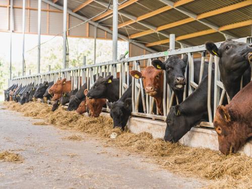 a group of cows eating hay in a barn at Stylish Farmhouse Escape in Wierden