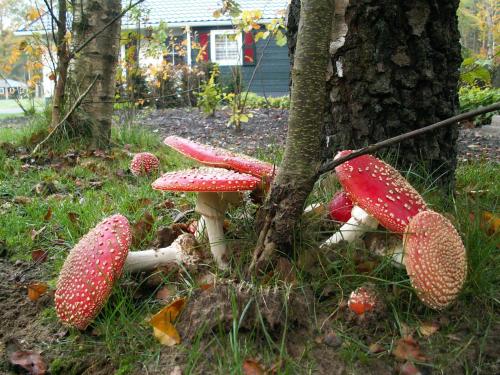 a bike with mushrooms on it sitting next to a tree at Tranquil Forest Retreat in Dalfsen