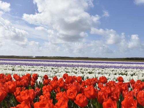 a field of red and white tulips and purple onions at Apartment near Groote Keeten Beach in Callantsoog