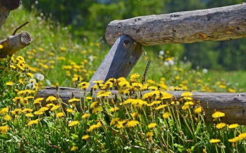 a bunch of yellow flowers in a field at Appartamenti Sissi in Commezzadura