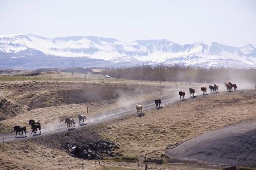 a herd of horses walking down a dirt road at Cabin 1 at Lundar Farm in Varmaland