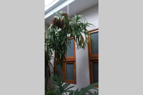 a house with a plant in front of a window at Parrot House San Antonio in Cali