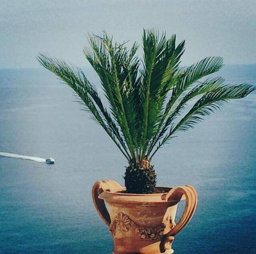 a plant in a vase sitting on top of the ocean at Palazzo Marzoli charme Resort - Small Luxury Hotel in Positano