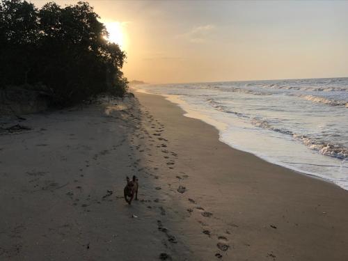 a dog walking on the beach at sunset at Territorio Magico Dibulla in Dibulla