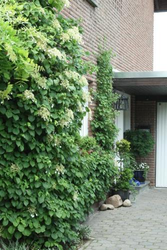 a building with a large green bush next to a building at Ferienwohnung Illerhues in Ascheberg