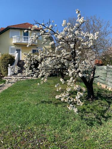 a tree with white flowers on it in a yard at Haus Kristina in Csopak
