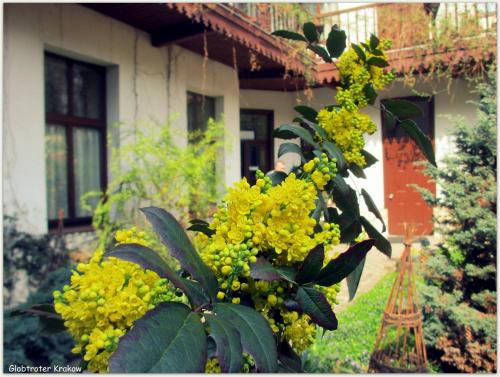 Zahrada ubytování Globtroter Guest House