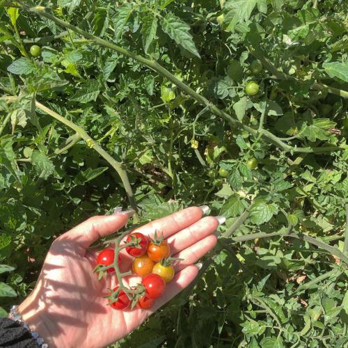 a person holding up a bunch of tomatoes at Cánh Đồng Mây Homestay Đà Lạt in Ấp Ða Lôc