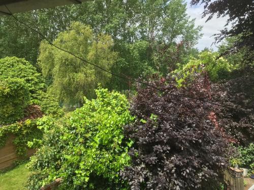 a group of trees and bushes in a yard at B&B De Henehoeve in Heks