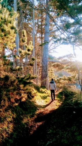 Un homme se promenant sur un chemin dans une forêt dans l'établissement Dortoire en tente individuelle, à Plestin-les-Grèves
