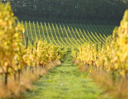 a vineyard with a row of grape vines at Denbies Vineyard Hotel in Dorking
