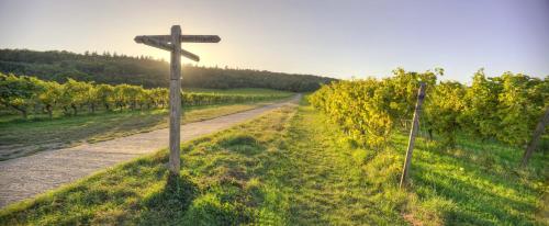 a wooden cross on a road next to a vineyard at Denbies Vineyard Hotel in Dorking