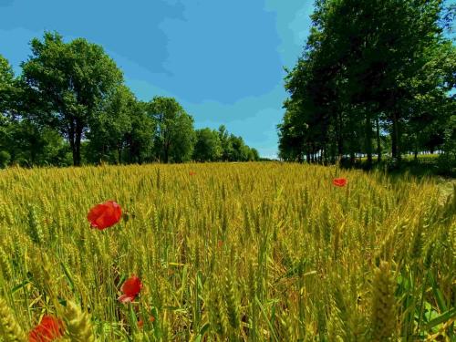 a field of poppies in a field of grass at Agriturismo Fondo Gioconda in Marcon