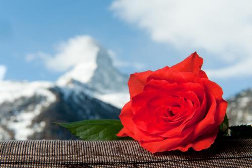 a red rose in front of a snow covered mountain at Hotel Hemizeus & Iremia Spa in Zermatt