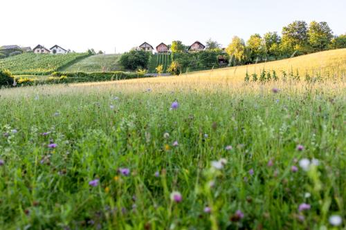 a field of grass with purple flowers in it at Domačija Vesel in Trebnje