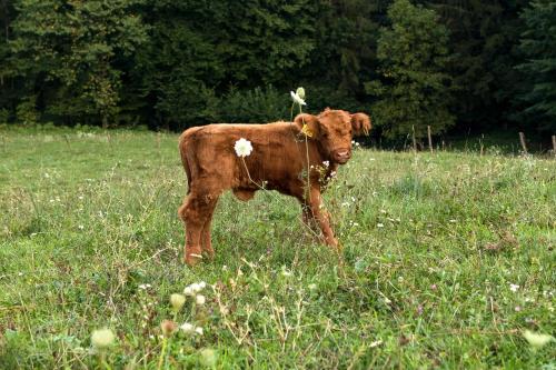 a brown cow standing in a field of grass at Domačija Vesel in Trebnje