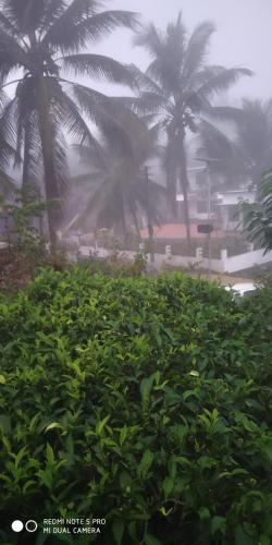 a group of palm trees on a foggy beach at Aldora Holiday Homes in Vythiri