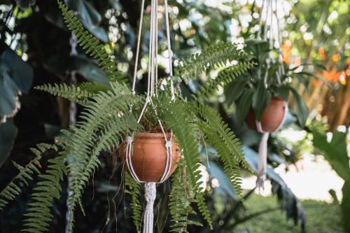 a plant with a pot hanging from a tree at Bonito Paraiso Ilha Grande in Abraão