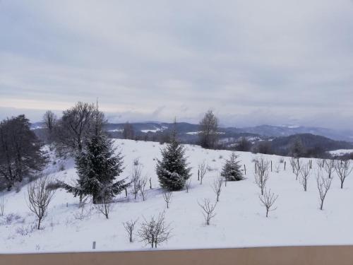 a snow covered field with trees in the middle at Pensiune Runcu Stone in Runcu