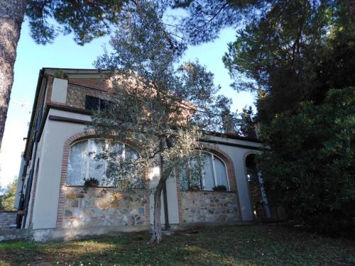 a house with a tree in front of it at PietraMilia in Terricciola