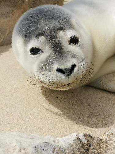 a seal is laying on the sand at Perle d'Opale T2 FACE MER BALNÉO-SPA PARKING PRIVÉ WIFI NETFLIX HÔTEL&LOGDE 4 PERS in Berck-sur-Mer