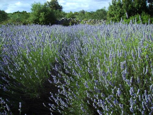 a field of purple lavender with trees in the background at Apartments Jerković in Stari Grad