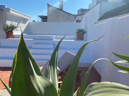 a plant on a balcony with stairs in the background at Alojamiento Armenia Piscina in Alcalá de los Gazules