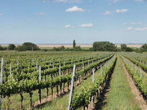 a vineyard with a bunch of green grapes at Ferienhaus Sonja in Donnerskirchen