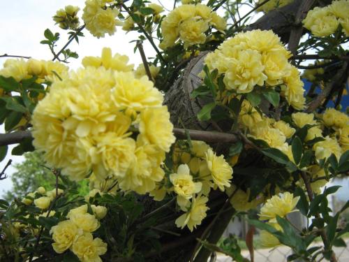 a bunch of yellow flowers on a tree at Asprovalta Rooms in Kariotes