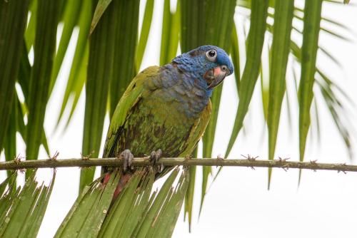 a colorful bird sitting on a tree branch at Kuyana Amazon Lodge in Archidona