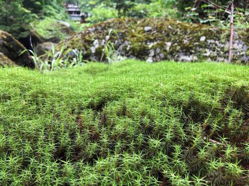 a pile of green grass in a field at Yama no Yado Meiji Onsen in Chino