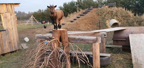 a horse standing on top of a wooden post at Agroturystyka na Słonecznej Orawie u Dzikich in Jabłonka