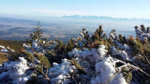 a group of snow covered trees on top of a mountain at Agroturystyka na Słonecznej Orawie u Dzikich in Jabłonka
