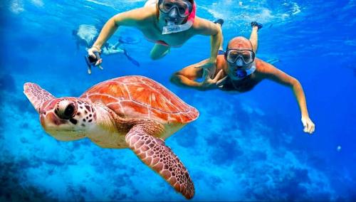 a group of people and a turtle in the water at Sunset Beach View in Dhangethi