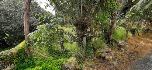 a garden with a palm tree next to a road at Ecohotel Pinohermoso Reserva Natural in Salento