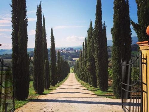 a road with a bunch of trees and a gate at Fattoria Casagrande in Rignano sullʼArno