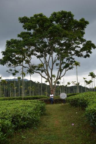 a person standing under a tree in a field at Aldora Holiday Homes in Vythiri