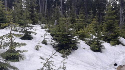 a snow covered forest with trees and bushes at Pobyt v Krkonoších v blízkosti Pece pod Sněžkou in Horní Maršov