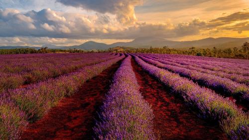 a field of purple flowers in the sunset at Campanile Manosque in Manosque