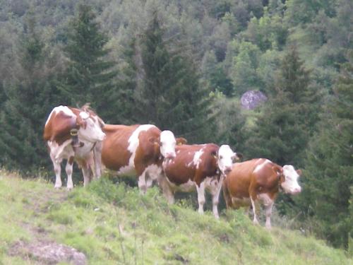 a group of cows standing on top of a hill at Haus Roland in Zell am Ziller