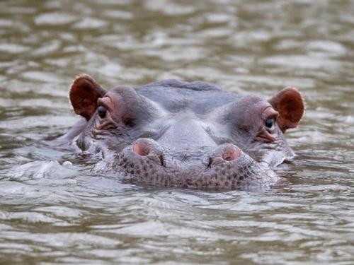 a hippopotamus is swimming in the water at African Hills Safari Lodge & Spa in Magaliesburg